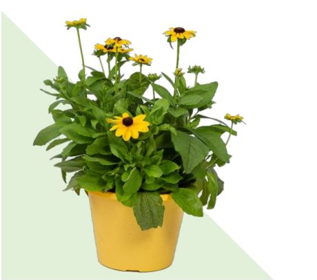 8" Fall Mojave Rudbeckia