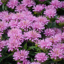 Bee Balm - Assorted Varieties