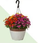 11" Tricolor Mum Hanging Basket
