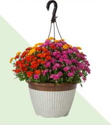11" Tricolor Mum Hanging Basket