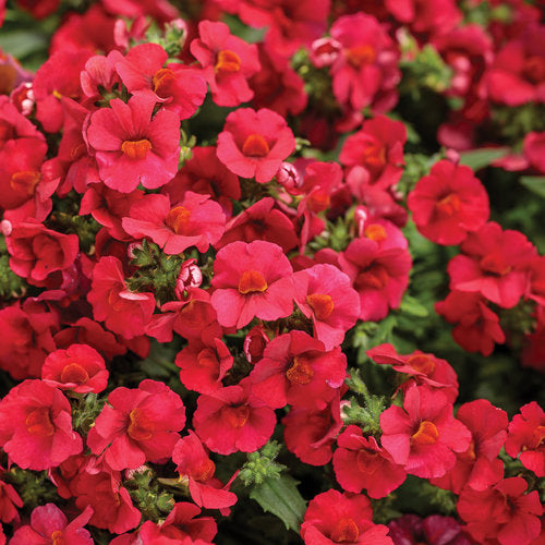 Sunsatia Nemesia - 4" Annual