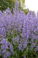 Catmint Nepeta - Assorted Varieties