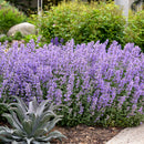 Catmint Nepeta - Assorted Varieties