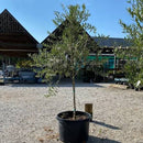 Arbequina Olive Tree (OLEA EUROPEA ARBEQUINA) - 3 gallon