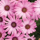 Proven Winners Bright Lights African Daisy - 4" Annual