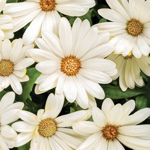 Proven Winners Bright Lights African Daisy - 4" Annual