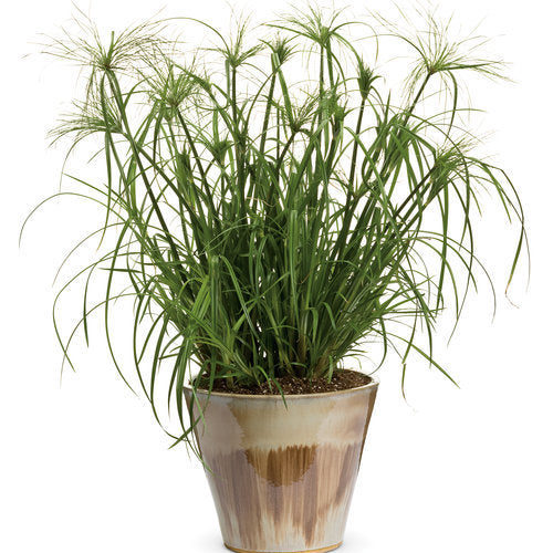 King Tut Cyperus