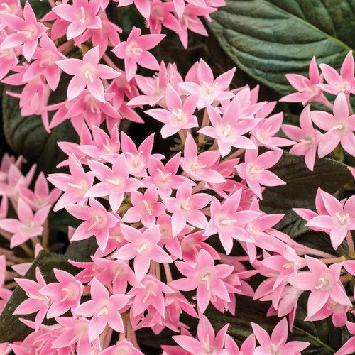 Proven Winners Sunstar Pink Egyptian Star Flower