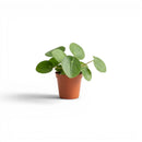 3.5" Pilea Peperomioides