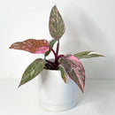 Philodendron Princess Marble