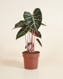 4" Alocasia Pink Dragon