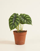 5" Alocasia Dragon Scale