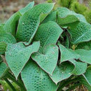 Hosta - Assorted Varieties