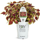 ColorBlaze Cherry Drop - 6" Annual