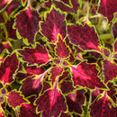 ColorBlaze Cherry Drop - 6" Annual