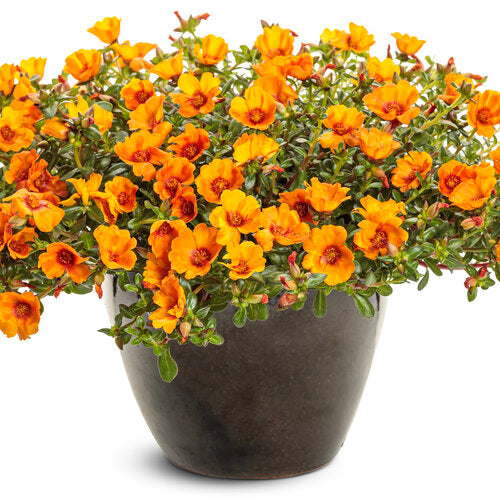 Mojave Portulaca - 4" Annual