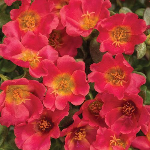 Mojave Portulaca - 4" Annual