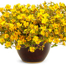 Mojave Portulaca - 4" Annual