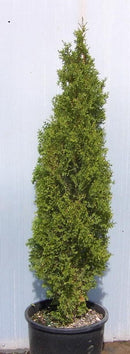 Degroots Spire Arborvitae (Thuja occidentalis 'Degroots Spire') - 3 gallon 24"
