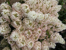 Bobo® Panicle Hydrangea (Hydrangea paniculata 'ILVOBO') - QT