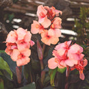 Cannova Bronze Peach Canna (Canna cannova 'Bronze Peach') - 1 gallon