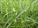 Zebra Grass (Miscanthus sinensis 'Zebrinus') - 1 gallon