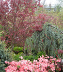Bloodgood Japanese Maple (Acer palmatum 'Bloodgood') - 3 gallon 30-36"