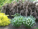 Arkansas Blue Star (Amsonia hubrechtii) - 1 gallon