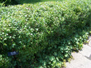 Alpine Currant (Ribes alpinum) - 2 gallon