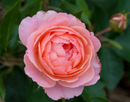 Calypso Rose (Rosa E.E 'Calypso') - 2 gallon