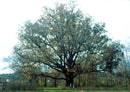 White Oak (Quercus alba) - 3 gallon