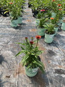 Sunseekers® Orange Coneflower (Echinacea SunSeekers Orange ('Apecssior'PBR)) - 3QT