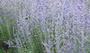Blue Jean Baby Russian Sage (Perovskia atriplicifolia 'Blue Jean Baby') - QT