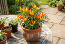 ‘Basket of Fire’ Peppers (Capsicum annuum ‘Basket of Fire’) - QT