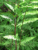 Lady In Red Lady Fern (Athyrium filix-femina 'Lady In Red') - 1 gallon