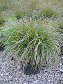 Hameln Fountain Grass (Pennisetum alopecuroides 'Hameln') - 1 gallon