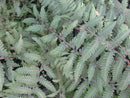 Burgundy Lace Painted Fern (Athyrium niponicum 'Burgundy Lace') - 1 gallon