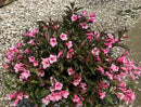 Sonic Bloom® Wine Weigela (Weigela sonic 'Bloom Wine') - 1 gallon