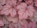 Georgia Peach Coral Bells (Heuchera georgia 'Georgia Peach') - 1 gallon