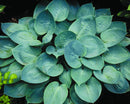 Prairie Skies Plantain Lily (Hosta prairie 'Prairie Skies') - 1 gallon