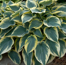 First Frost Plantain Lily (Hosta first 'First Frost') - 1 gallon