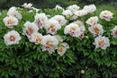 Cora Louise Itoh Peony (Paeonia x 'Cora Louise') - 2 gallon
