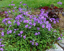 Sherwood Purple Creeping Phlox (Phlox stolonifera 'Sherwood Purple') - 1 gallon