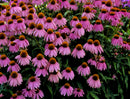 Kim's Knee High™ Coneflower (Echinacea purpurea 'Kims Knee High') - 3QT