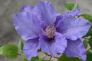 Sacha™ Clematis (Clematis sacha) - 3QT