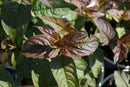 Kodiak® Black Diervilla (Diervilla sessilifolia 'Kodiak Black') - 3 gallon 12"