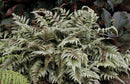 Japanese Painted Fern (Athyrium nipponicum 'Pictum') - QT