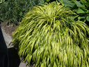 Golden Variegated Japanese Forest Grass (Hakonechloa macra 'Aureola') - QT