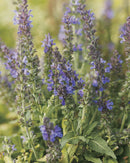Marcus™ Meadow Sage (Salvia x 'Marcus') - QT