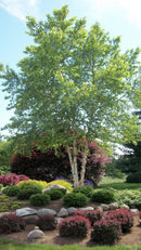 Heritage River Birch (Betula nigra 'Cully') - 3 gallon 36"